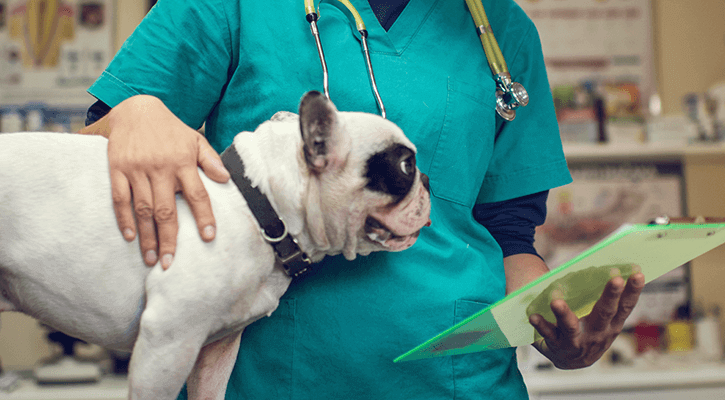 pet surgery in Youngstown OH